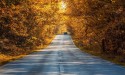 Droga asfaltowa jednopasmowa przez las, jesień