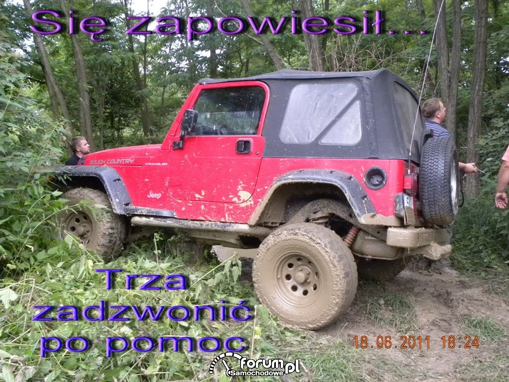 Wisi na ściętym pniu drzewa. Co dalej?
